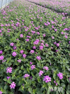 高度15厘米紫花马樱丹