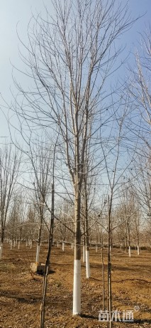 10公分美国红枫-秋火焰