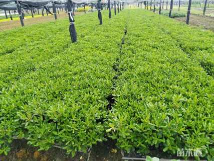 高度50厘米海桐