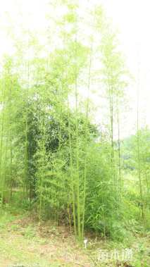 地栽苗刚竹