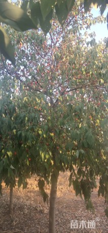 6公分香港四照花