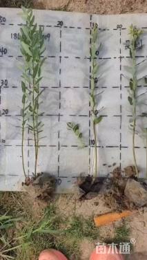 高度45厘米杞柳