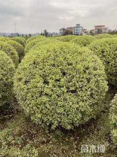 冠幅120厘米银姬小蜡球