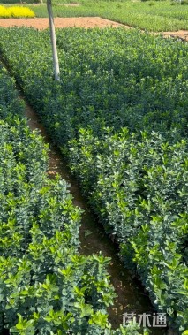 高度40厘米大叶黄杨