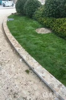 草卷状四季青草坪