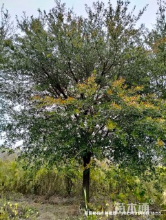 精品费吉尼亚栎