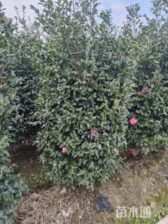 高度170厘米茶梅柱