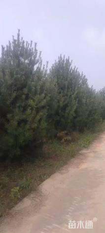 高度400厘米白皮松