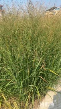 高度66厘米柳枝稷