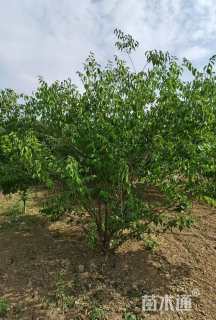 高度180厘米金银木