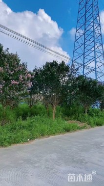 高度350厘米速生紫薇