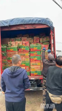 高度40厘米木春菊