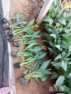 高度30厘米紫娇花