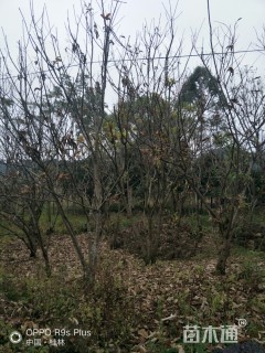 高度400厘米板栗