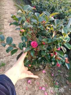 高度40厘米茶梅