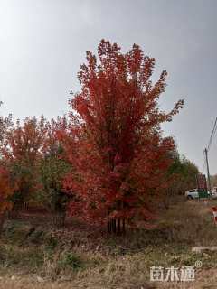 高度1200厘米丛生美国红枫