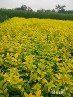 高度40厘米金叶女贞