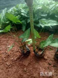 高度30厘米白蝴蝶