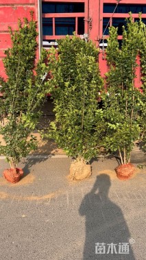 高度140厘米北海道黄杨