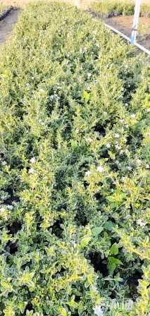 高度15厘米六月雪