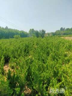 高度80厘米小龙柏