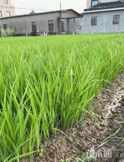 高度20厘米黄菖蒲