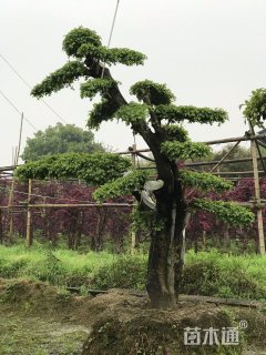 造型榔榆