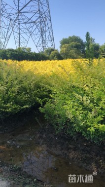 高度60厘米金叶女贞小苗