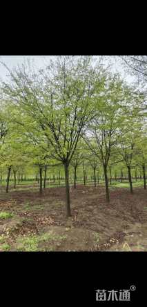 18公分榉树