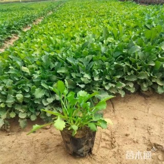 高度16厘米大滨菊