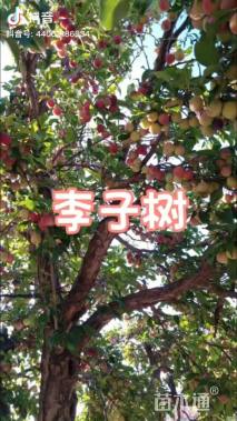 高度100厘米李子树