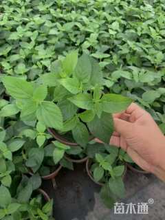 高度15厘米福禄考