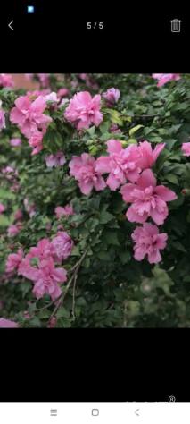 高度250厘米木槿