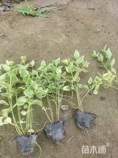 高度40厘米花叶蔓长春