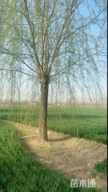 35公分垂柳