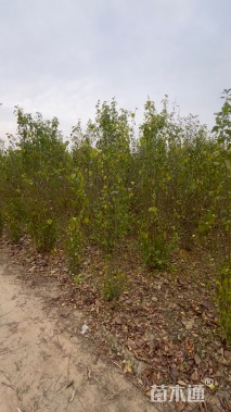 高度200厘米丛生木槿