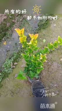 高度25厘米金森女贞