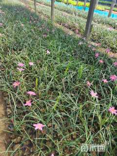 高度20厘米韭兰