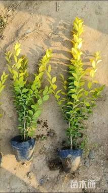 高度40厘米金叶女贞