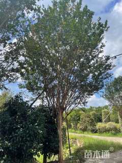 高度500厘米速生紫薇