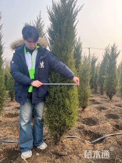 高度180厘米塔柏