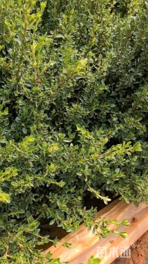 高度30厘米六月雪小苗