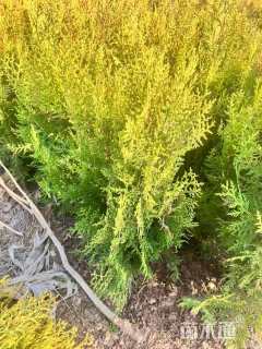 高度30厘米洒金柏