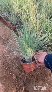 高度40厘米坡地毛冠草