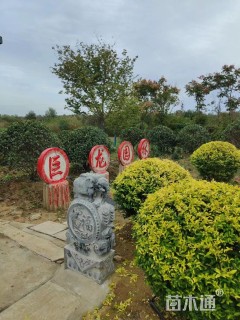 冠幅150厘米红花继木球