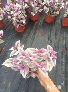 油画  双色盆油画 基地直供