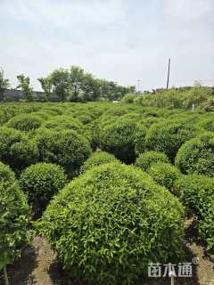 高度150厘米金丝桃球