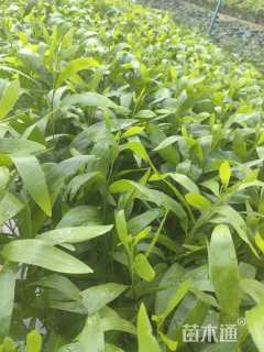 0.4公分大叶相思