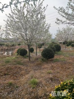 12公分染井吉野樱