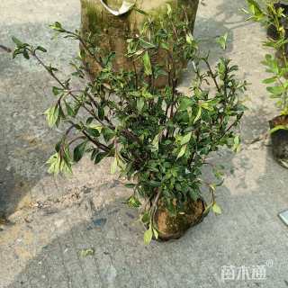 高度30厘米六月雪